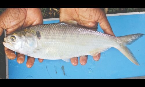 Successful Fisheries Business