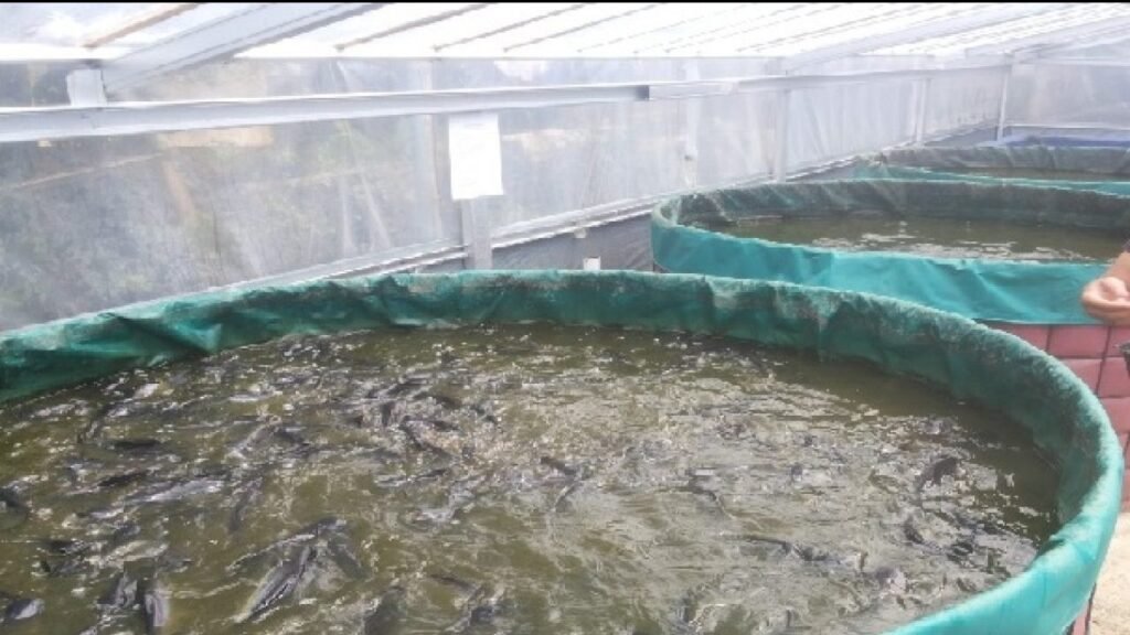 Highly Profitable Fish Farming Business. Biofloc Technology