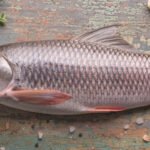 Rohu Fish Description for Export 27 Rohu Fish Description for Export