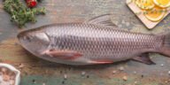 Rohu Fish Description for Export