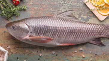 Rohu Fish Description for Export