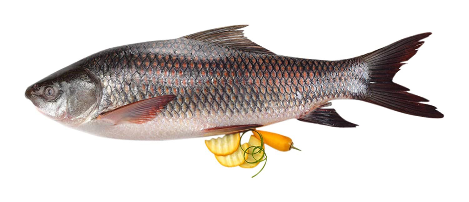 Rohu Fish