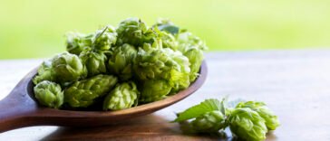 How To Grow Your Own Hops
