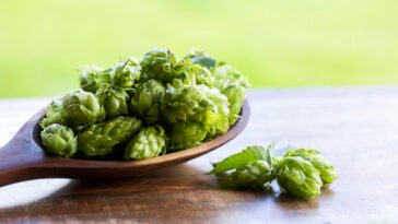 How To Grow Your Own Hops 23 How To Grow Your Own Hops