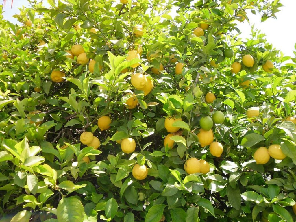 Seedless Lemon Farming In 2021 I Think Business