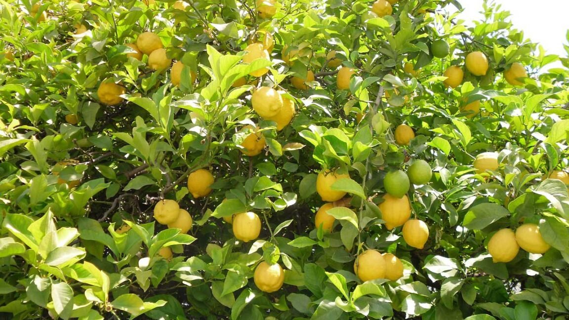 Seedless Lemon Farming In 2021