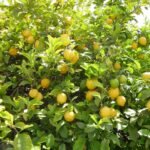 Seedless Lemon Farming In 2021 29 Seedless Lemon Farming In 2021