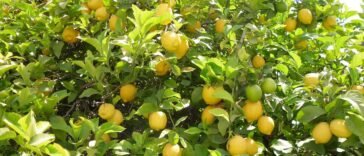 Seedless Lemon Farming In 2021