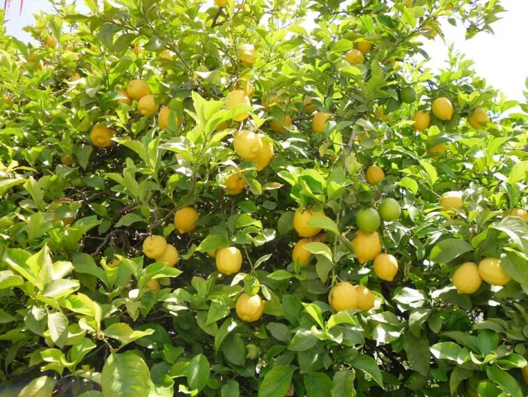 Seedless Lemon Farming In 2021 11 Seedless Lemon Farming In 2021