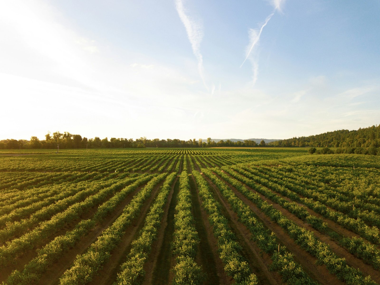 Types of Crops in India to be Exported to Other Countries 11 Types of Crops in India to be Exported to Other Countries